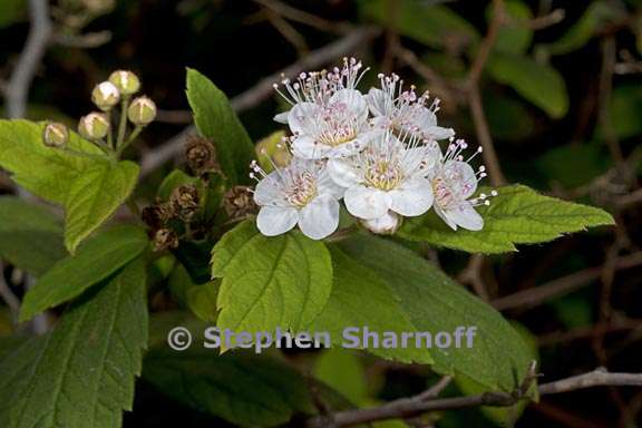 spiraea henryi 1 graphic